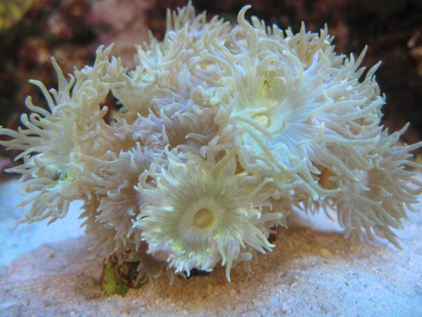 So sah die Koralle auf dem Wege der Besserung aus.
