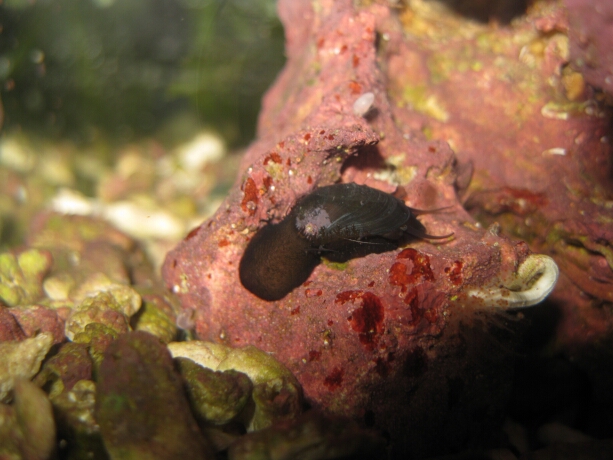 Die Stomatella - Ohrenschnecke gibt es in vielen Farbvarianten.