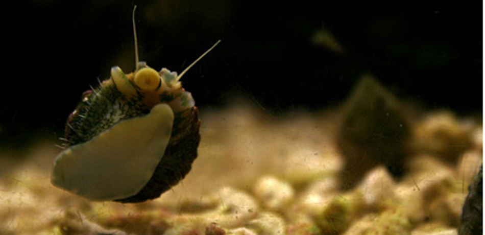 Turboschnecke an der Scheibe
