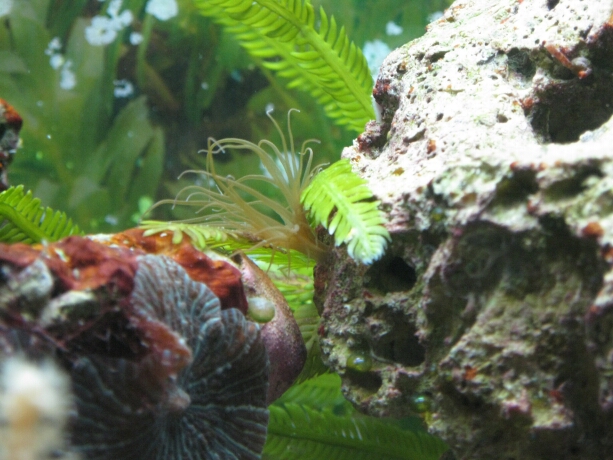 Glasrose - ein ungebetener Bewohner im Aquarium