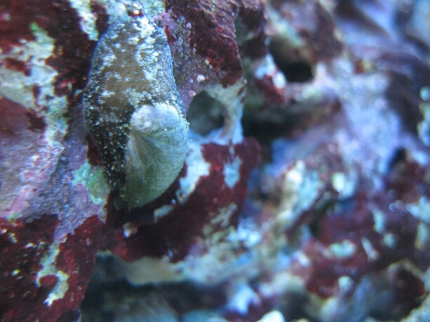 Eine braune Variante der Ohrenschnecke (Stomatella)