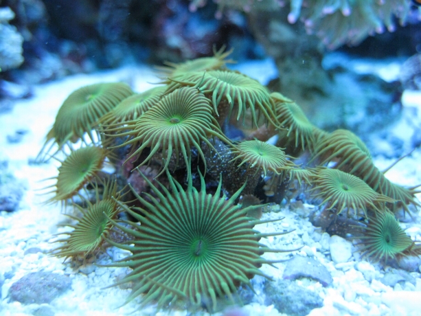 grüne Krustenanemonen