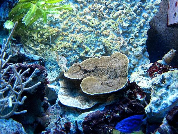 Montipora delicatula - so klein war sie am Anfang