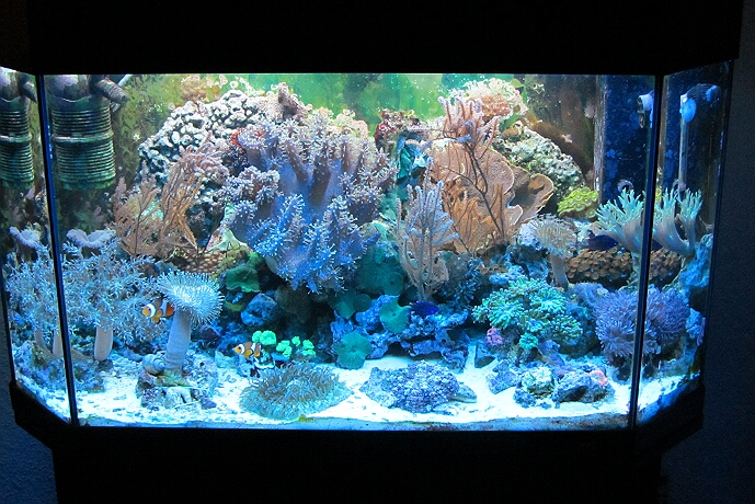 Aquarium - Januar 2012