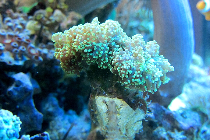 Euphyllia paradisa - nesselt sehr stark