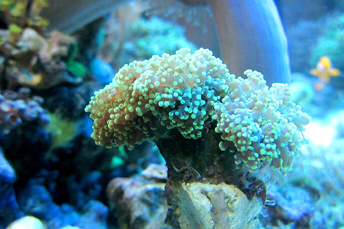 Euphyllia paradisa - Foschlaichkoralle