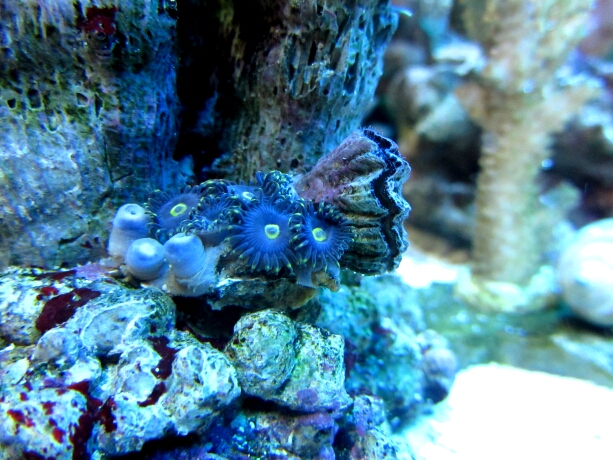 Zooanthus blau - Krustenanemone