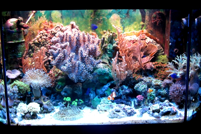 200x80x70 cm Riffaquarium im Wohnzimmer - Seite 2 - Mein Meerwasseraquarium  - Riffaquaristik Austria