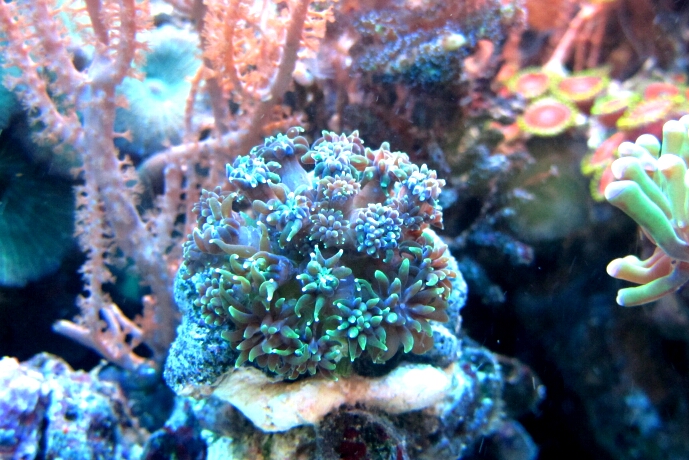 Galaxea sp. eine LPS Koralle