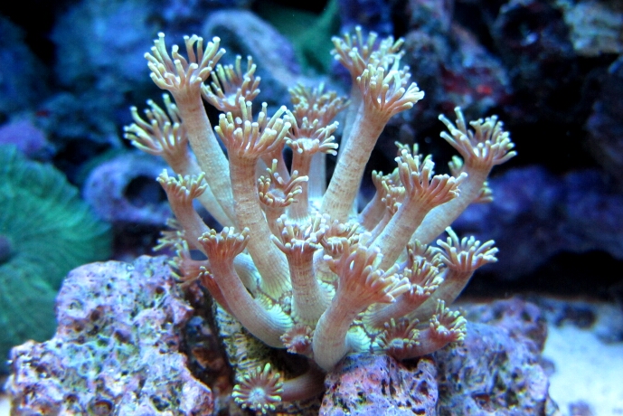 Goniopora djiboutensis - Sonnenschein-Koralle