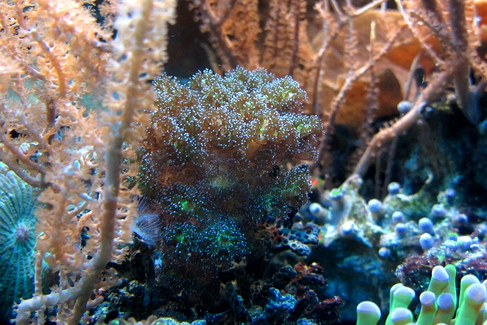 Pocillopora damicornis . Himbeerkoralle