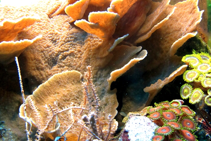 Montipora delicatula ist eine starkwüchsige SPS Koralle