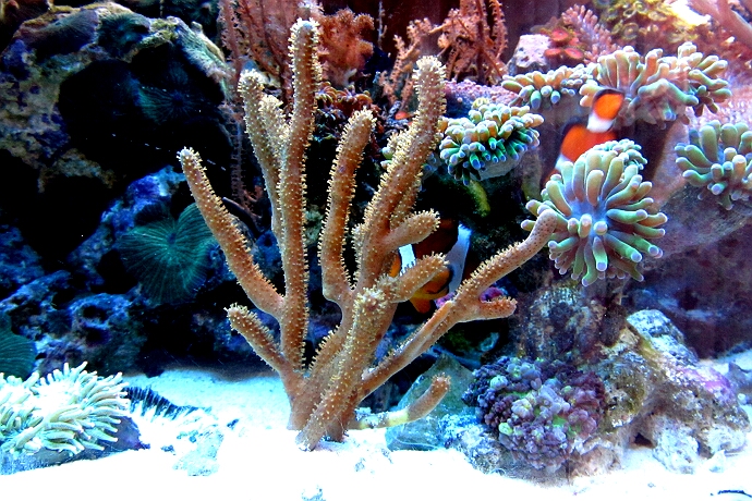 Plexaura flexuosa - Hornkoralle