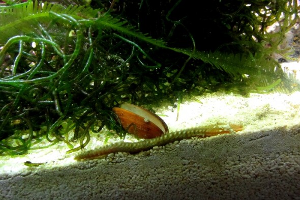 Borstenwürmer Mein Meerwasseraquarium
