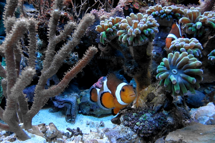 Lesezeichen: Anemonenfisch in Koralle xl 3 D Clownsfisch Amphiprioninae 