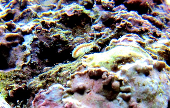 Flohkrebse und Asseln Mein Meerwasseraquarium