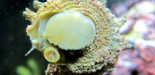 Die Sternschnecke putzt fleissig Algen von den Scheiben.