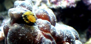 unbekannter Ascidian shrimp