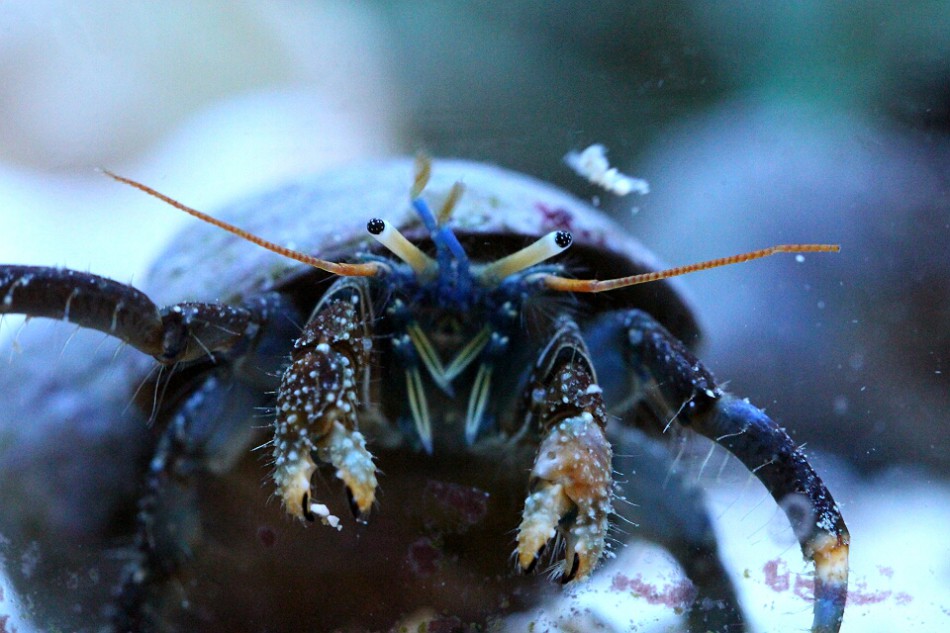 Clibanarius englaucus wird nur etwa 4 cm gross