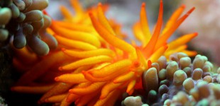 Phestilla melanobrachia - eine wunderschöne Nacktschnecke, die sich von Tubastrea Korallen ernährt - Im Aquarium also ein Schädling oder sie verhungert ohne Tubastrea Korallen