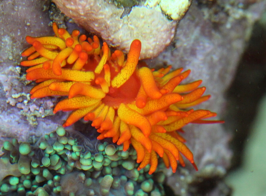Phestilla melanobrachia - eine Korallen fressende Nacktschnecke