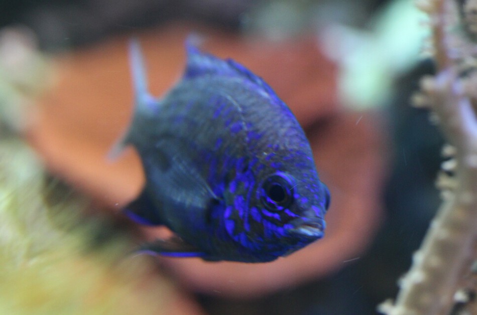 Riffbarsche Mein Meerwasseraquarium