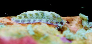 Käferschnecke ist ca. 1cm gross-wahrscheinlich eine Lepidochitona cinerea (Rändel- oder graue Käferschnecke).
