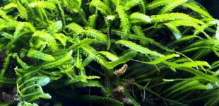 Caulerpa - Grünalgen bilden dichte Bestände