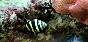 Engina mendicaria - Hummelschnecke