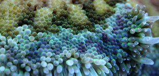 MinMax Anemone - Macro Aufnahme