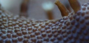 Oberfläche Lobophytum