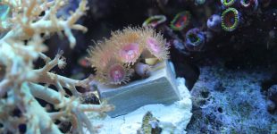 Diese rosa Palythoa sp.sind extrem klein (ca. 1 cm).