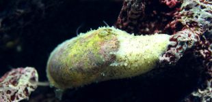 Stomatella auricula (varia) Kleines Meerwasseraquarium