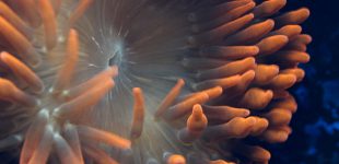 Kupferanemone Mundöffnung