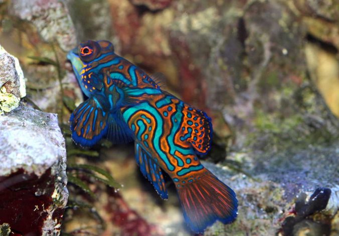 Sehr Kleine Fischart In Süß Und Salzwasser Mandarinfische – Leierfische – Mein Meerwasseraquarium