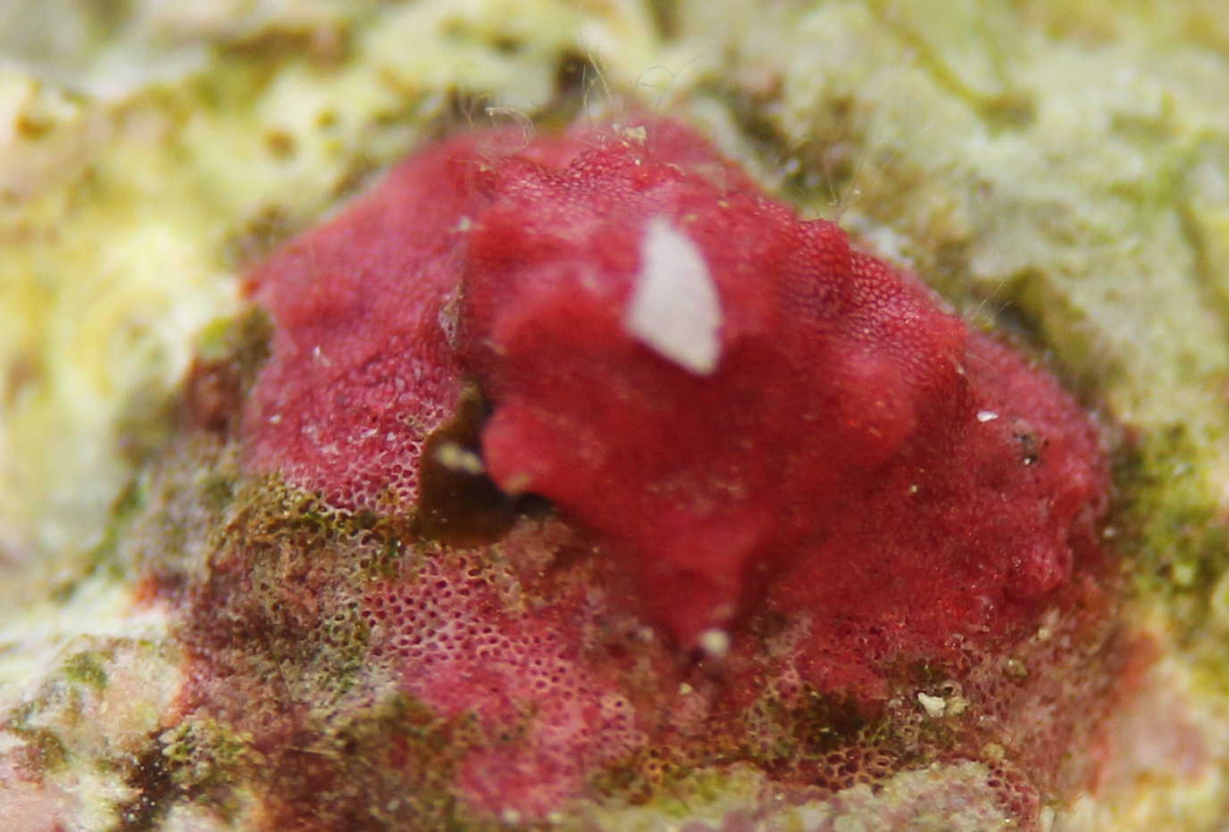 Foraminiferen Mein Meerwasseraquarium