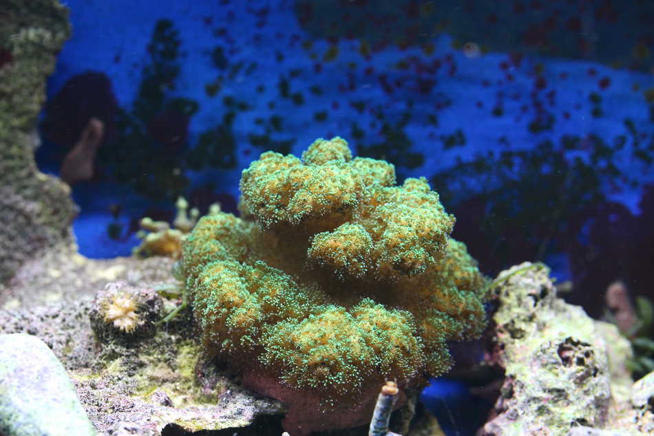 Pocillopora sp.20.06 Mein Meerwasseraquarium