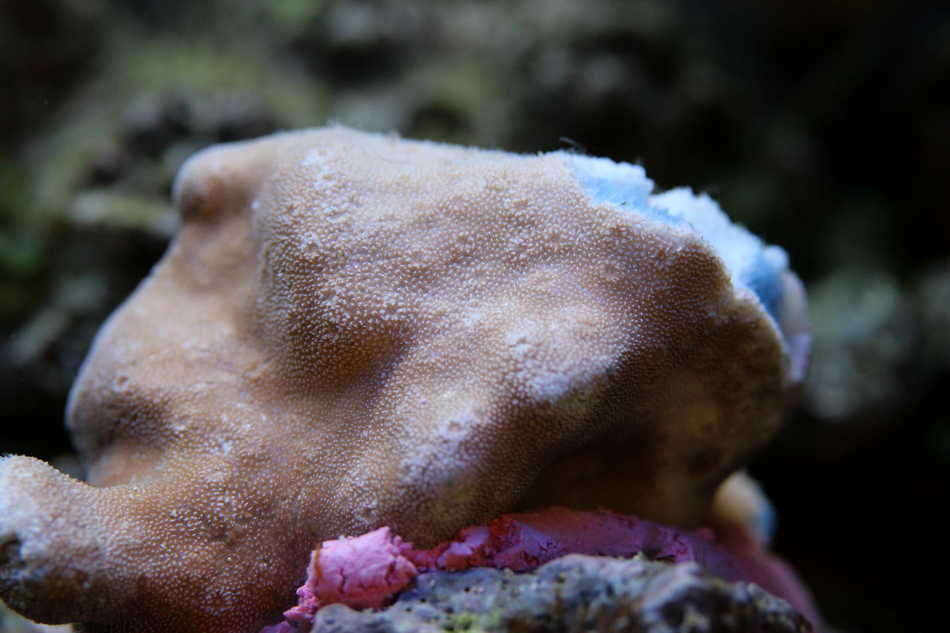 Blaue Koralle (Heliopora Coerulea) Mein Meerwasseraquarium