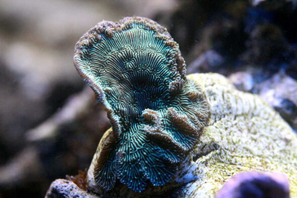 cactus fragment