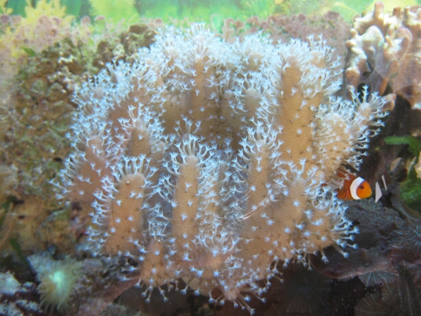 Ein Pärchen Anemonenfische