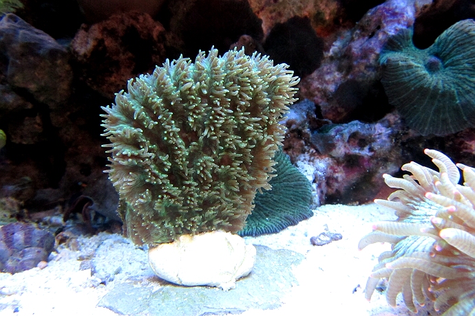 Hydnophora pilosa - LPS Koralle