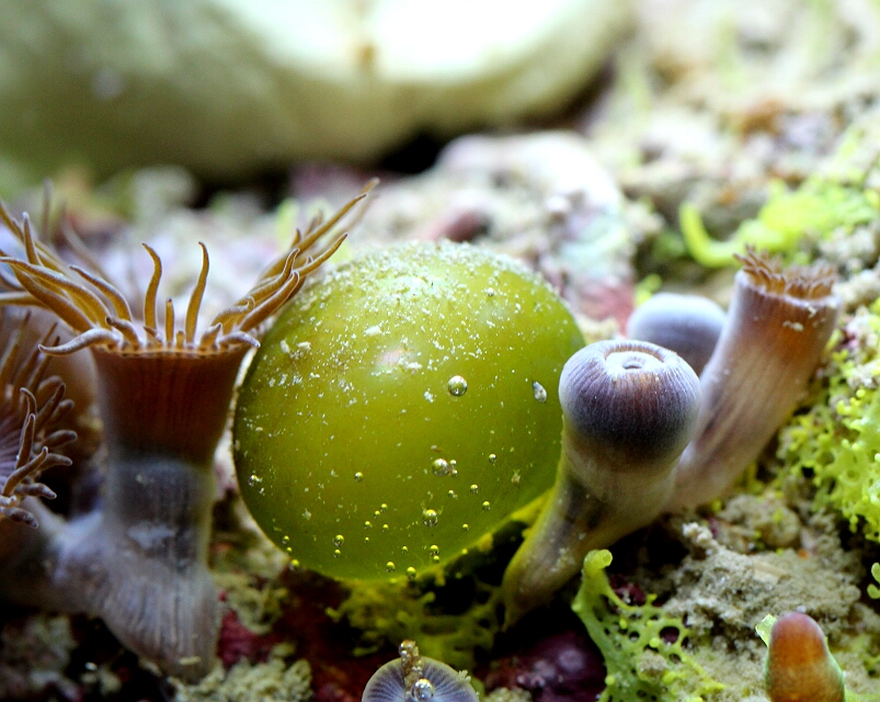 Kugelalge Mein Meerwasseraquarium